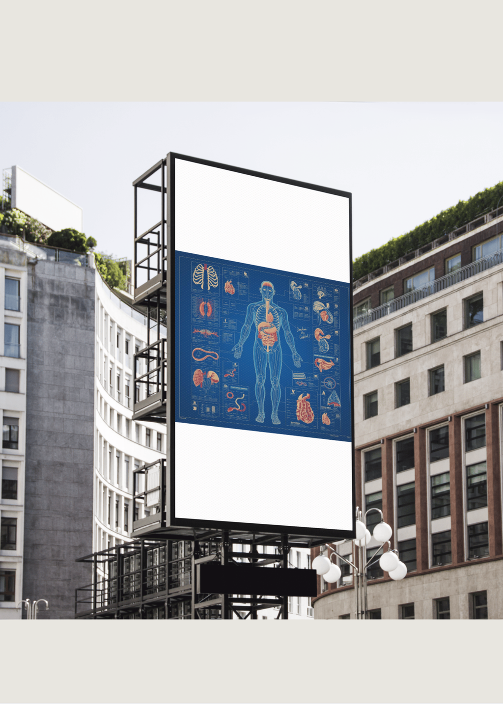 18 Human Anatomy Blueprint Wall Art - Medical Decor & Print on Demand - Instant Download